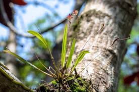 Image result for Polystachya kermesina