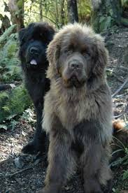 Big Fluffy Black And Brown Dog Breeds Newfoundland Dog Info And Pictures With Images Massive Dog Breeds Newfoundland Dog Dog Pictures