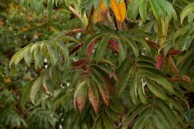 Image result for Hagenia abyssinica