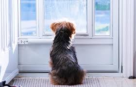 Priced over $317 at other stores. Screen Doors With A Dog Door Lovetoknow