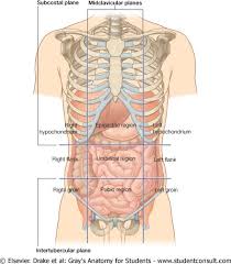 Abdominal Regions Human Body Anatomy Body Anatomy Human Anatomy Chart