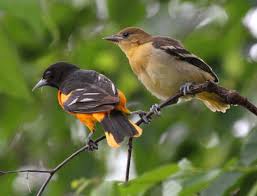 Birds That Look Like Baltimore Orioles Baltimore Oriole Bird Mates Baltimore Orioles Backyard Birds