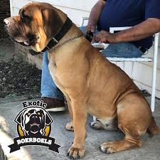 Or are you possibly considering a trip to ohio in the near future? Exotic Female Boerboels Boerboel Merchandise For Sale