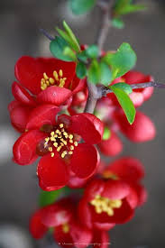 Publicat pe 25 iunie 2018. La Festa Della Primavera Fotografia Di Fiori Bellissimi Fiori Dipingere Fiori