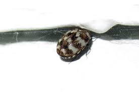 If common household pests are invading your home, let the professionals at bayer pest control help them find their way out! How To Get Rid Of Carpet Beetles All You Need To Know Pestkilled