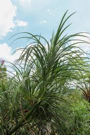 Image result for Pandanus odoratissimus