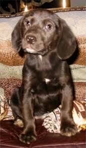 They are 8 weeks old and ready to. Chocolate Lab Mixed With Beagle Cheap Buy Online