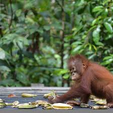 Unduh game tebak gambar sampai level 150+ di playstore dan appstore! Indonesia Forests On Instagram Mereka Makan Pisang Tapi Makanan Kita Justru Merusak Rumah Mereka Tanjung Put Central Kalimantan Pet Birds National Parks