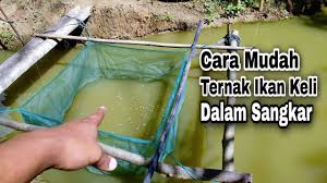 Cara ternak ikan lele via ukmkreatif.com. Penternakan Ikan Keli Dalam Sangkar Ternak Ikan Keli Dalam Kolam Tanah Youtube