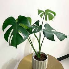 Jual Qflorist Philodendron Monstera Deliciosa Tanaman Hias Online Januari 2021 Blibli