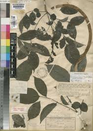 Image result for Markhamia zanzibarica