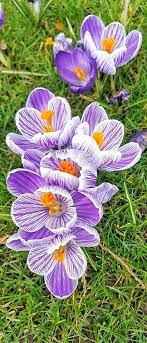 Crocus With Stripes Crocus Flower Crocus Beautiful Flowers