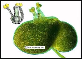 Image result for Lemna