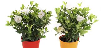 Image result for Gardenia