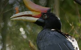 Последние твиты от hornbill (@hornbill). Rhinoceros Hornbill Conservation