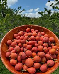 Image result for Garcinia livingstonei