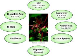 Image result for Ricin