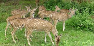 Top 15 Wildlife Sanctuaries And National Parks In Kerala Tour My India It is one of twelve wildlife sanctuaries among the protected areas of kerala. national parks in kerala