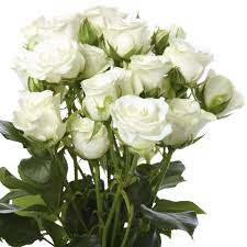 You can place your orders 24/7 here at artificial flowers online shop or visit our artificial flowers wholesale located in piorunów artificial flowers and plants · online store · direct importer · błonie, warsaw, poland. Rose Spray Snowflake Cut Weddings Flower Suppliers Wholesale Flowers Direct