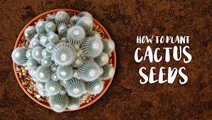My favorite varieties are astrophytum and ariocarpus. How To Plant Cactus Seeds Print A Pot