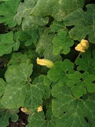 Image result for Eureiandra sp. A