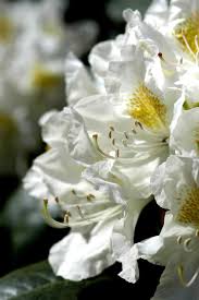 Rhododendron Cunninghams White 800 X 1203 Rhododendron Plant Fungus Cunningham