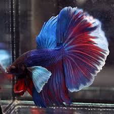 Live Betta Fish Super Blue Violet Red Dumbo Super Ears Halfmoon Hm Male 352 Betta Fish Betta Fish