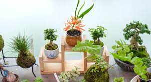 Sayangnya, tak semua rumah mempunyai lahan yang cukup untuk menghadirkan taman minimalis. Pilihan Tanaman Untuk Pekarangan Rumah Minimalis