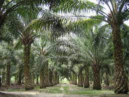 A mainly hakka community which was formed back in the 1950s when the british. Datei Oilpalm Malaysia Jpg Wikipedia
