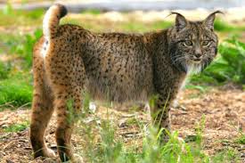 Iberian Lynx Less Than 100 Left Endangered Species In 2020 Iberian Lynx Most Endangered Animals Lynx