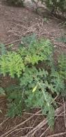 Image result for Solanum sisymbriifolium