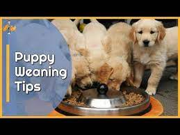 How Early Can You Wean A Puppy Step By Step Guide Weaning Puppies Puppies Large Breed Puppy Food