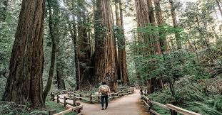 Pin By Juan C On Hi In 2020 Muir Woods Jesus Walk On Water Muir