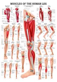 muscles of the leg laminated anatomy chart sports