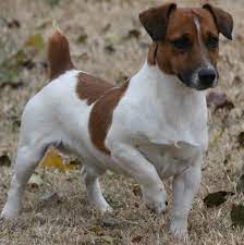 Long legged jacks' were considered parsons', and, short legged were. Shorty Jack Russell Terrier Male Shory Legged Jack Russell Terrier Jack Russell Terrier Jack Russell Jack Terrier