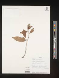 Image result for Rinorea brachypetala