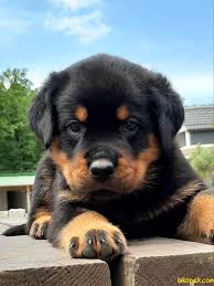 Satilik Rottweiler Yavrulari 243534 Bikopek Com