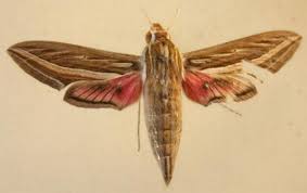 Image result for Hippotion celerio