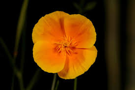 Image result for Eschscholzia californica