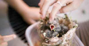 How To Feed A Baby Bird Without Causing Any Harm