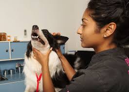 Check spelling or type a new query. Dogs
