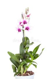 Photo About Dendrobium Phalaenopsis Hybrid Orchid In A Pot On White A Background It Is Isolated Image Of White Orchid Orchid Images Types Of Orchids Orchids