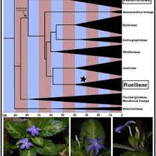 Image result for Crepidorhopalon namuliensis