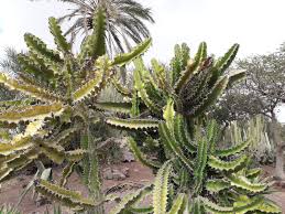 Image result for Euphorbia cooperi