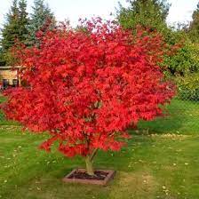 Tujuan produksi perusahaan untuk melayani pesanan pembeli yang bentuknya tergantung pada spesifikasi pemesan 2. Jual Produk Pohon Maple Termurah Dan Terlengkap Juli 2021 Bukalapak