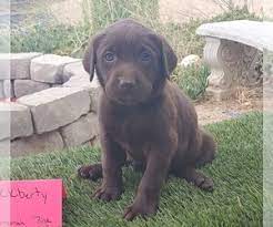 His momma is loves the water she will play for hours in her pool he is smart, confident, fun, and playful. Labrador Retriever Puppies For Sale Near Fremont California Usa Page 1 10 Per Page Puppyfinder Com