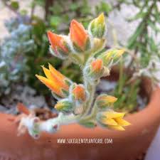 Flowers appear along the stalk or on stems that branch out from the main stalk. 18 Popular Flowering Succulents With Pictures Succulent Plant Care