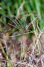 Image result for Digitaria nitens