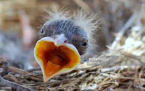 Baby Bird With Large Beak Baby Bird In Nest With Mouth Open Pet Birds Baby Bird Birds