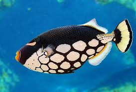 Black And White Saltwater Fish Wow What A Fish Salt Water Fishing Salt And Water Fish